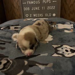American Corgi Puppies from Mac-Kuz Kennels