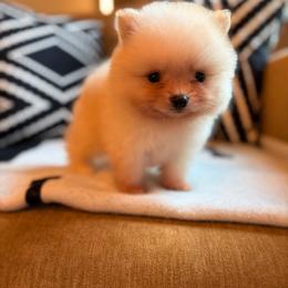 David b h - Cream male Pomeranian puppy in San Antonio, Texas from San Antonio Pomeranian