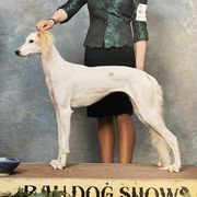 Saluki All Grown Up from Desertskye Salukis