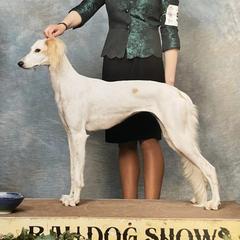 Saluki All Grown Up from Desertskye Salukis