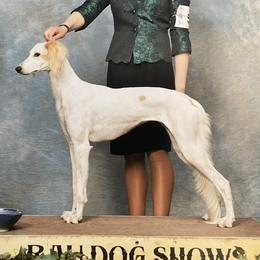 Saluki All Grown Up from Desertskye Salukis