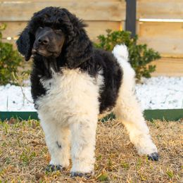 Prince - Parti Poodle puppy in Hutto, Texas from Scarlett Rose Ranch Poodles