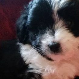 Aussiedoodles, Miniature American Shepherds, and Poodles from Deer Run Farm