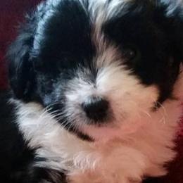 Aussiedoodles, Miniature American Shepherds, and Poodles from Deer Run Farm