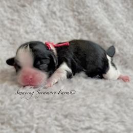 Black and White Female - Red Collar - Black and white female Shih Tzu puppy in Crawfordsville, Indiana from Swaying Sycamore Farm