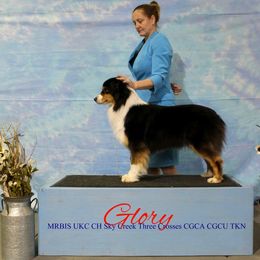 Glory - Black tri-color female Australian Shepherd puppy in Jameson, Missouri from Sky Creek