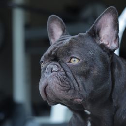 Abeni - French Bulldog