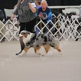 Flee - Australian Shepherd