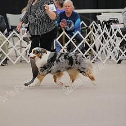 Flee - Australian Shepherd