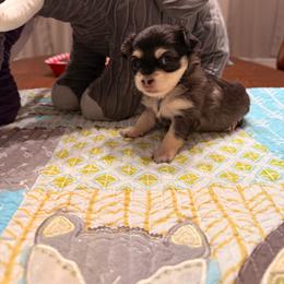 Betsy (Ross) - Black and tan male Chihuahua puppy in Ochlocknee, Georgia from High Cotton Chihuahuas