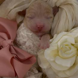 Girl 3 - Apricot female Goldendoodle puppy in Queen Creek, Arizona from Sunny Doodles