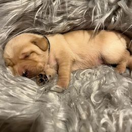 Dilute Retriever and Labrador Retriever Puppies from Jungle Lake Labradors