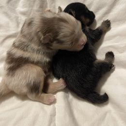 Pomeranian puppies from Park Avenue Poms