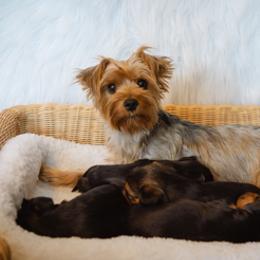 Yorkshire Terrier Puppies from Sharon Gellerman's Yorkshire Terriers