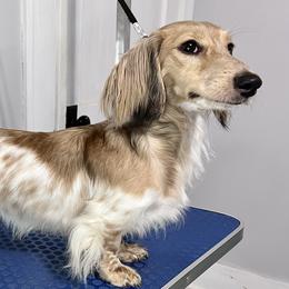 Nyx - Dachshund
