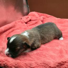 Roxy - Sable female Pembroke Welsh Corgi puppy in Charleroi, Pennsylvania from Twilight Hollow Corgis