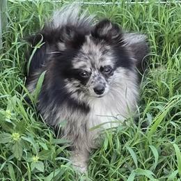 Pomeranians from Alo's Pom's