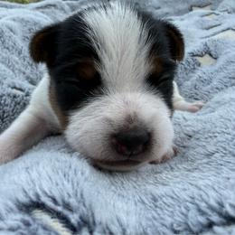 Girl 1 (name pending) - Tri-color female Jack Russell Terrier puppy in Yakima County, Washington from Saddle Rock Kennels