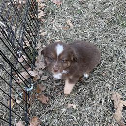 RTM 1 - Red tri-color male Miniature American Shepherd puppy in Prairie Grove, Arkansas from IQ Farms