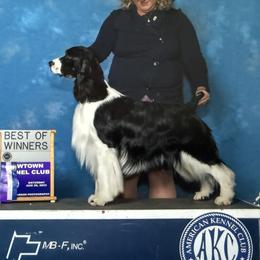 English Springer Spaniel puppies from Ebenezer Valley ESS