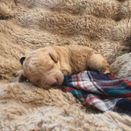 Stripper - Cream male Labradoodle puppy in Churchill County Fallon, Nevada from Card Family Ranch