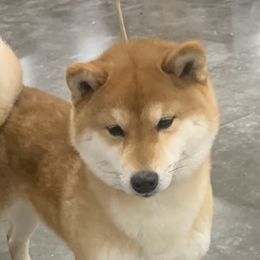 Zeita - Shiba Inu