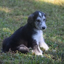 Boy 4 - Blue and cream male Afghan Hound puppy in Cape Coral, Florida from Qadim Afghan Hounds