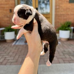 Miller - Brindle male Boxer puppy in Upper Sandusky, Ohio from Rock Run Farm