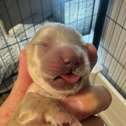 Daisy Lady longhair cream girl - Cream female Dachshund puppy in Casselberry, Florida from Amore Mini Dachshund Breeders & More