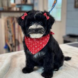 Aurora - Black and white female Sheepadoodle puppy in Wharton, Texas from Little Fur Friends
