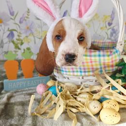 Carl - Red and white male Basset Hound puppy in Bellaire, Ohio from Blessed Bassets