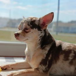 Eve - Chihuahua