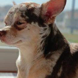 Eve - Chihuahua