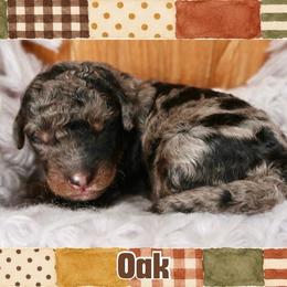 Oak - Merle male Bernedoodle puppy in Bowling Green, Ohio from Windy Creek Doodles