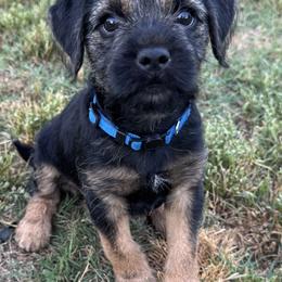 Border Terrier Puppies from Windy Lane Border Terriers