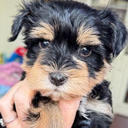 Lancelot boy green Collar Gorgeous Blk and Red ESA lines - Black male Miniature Schnauzer puppy in Temple, Texas from Schnauzers Of Taylor