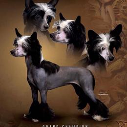Verity - Chinese Crested