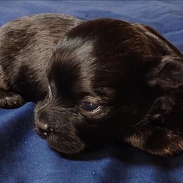 Forrest - Red sable male Havanese puppy in Kinston, North Carolina from Court Jester Havanese and Russian Salon Dogs