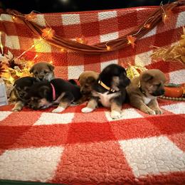 Shiba Inu Puppies from Anko Shibas