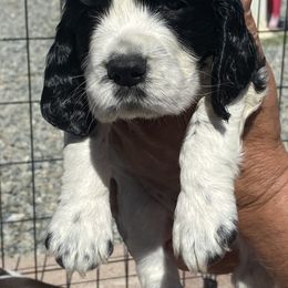 English Springer Spaniel Puppies from Sundance Family Springers