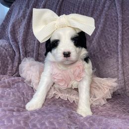 Sheepadoodle Puppies from Sunflower Family Farms