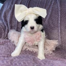 Sheepadoodle Puppies from Sunflower Family Farms