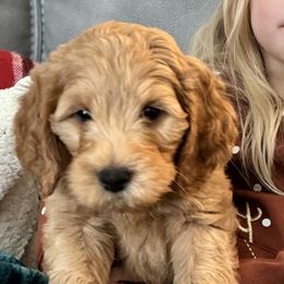 Bernedoodle, Goldendoodle, and Poodle Puppies from Anam Cara Pups