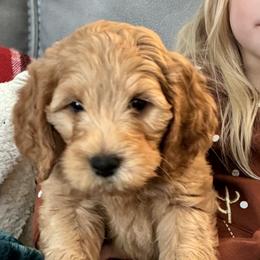 Bernedoodle, Goldendoodle, and Poodle Puppies from Anam Cara Pups