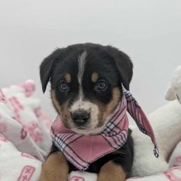 Girl 1 - Black, white and red female Greater Swiss Mountain Dog puppy in Hockessin, Delaware from Simply Swissies