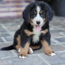 Boy 4 - male Bernese Mountain Dog puppy in Gaffney, South Carolina from Circle D Farms