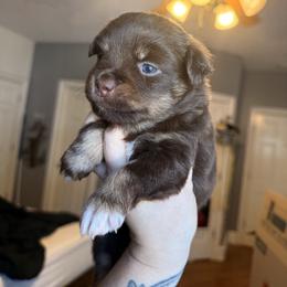 Bliss - Red tri female Miniature Australian Shepherd puppy in Buchanan, Georgia from Stanleyville Farm Mini Aussies