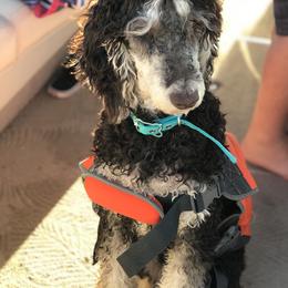 Poodle All Grown Up from Precisely Poodles