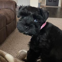 Miniature Schnauzers from Faith Hope Love Schnauzers