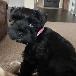 Miniature Schnauzers from Faith Hope Love Schnauzers